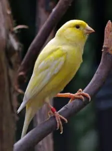 Una de las aves permitidas es el canario