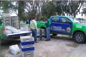 Policia ambiental