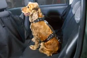 Cinturón de seguridad para perros