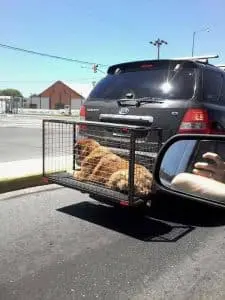 Asi no. Usar una jaula como paragolpe pone en riesgo la vida del animal, además de ser un acto de crueldad para el mismo.