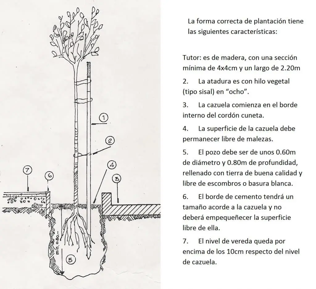 Como plantar un arbol en cordoba