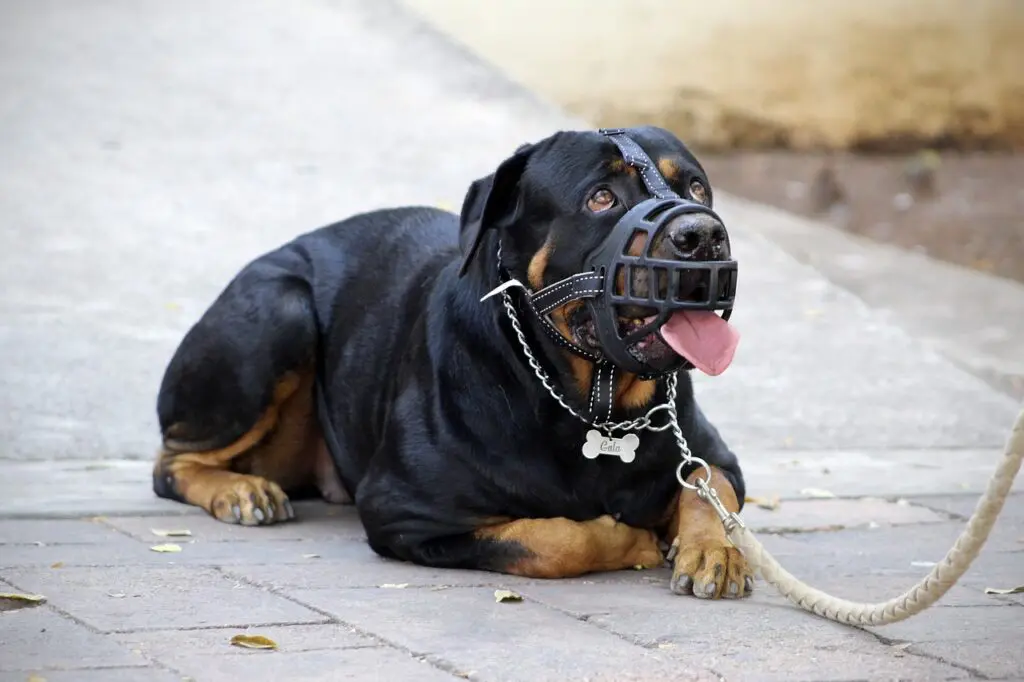 Perro con bozal