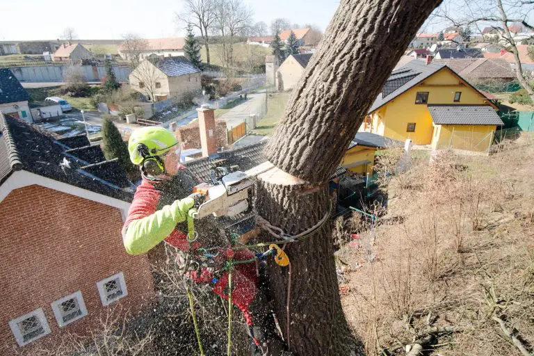 Autorización de poda de árboles en córdoba: cuándo pedirla y cómo tramitarla Arborista con casco y motosierra podando un árbol a altura, trabajo de poda urbana