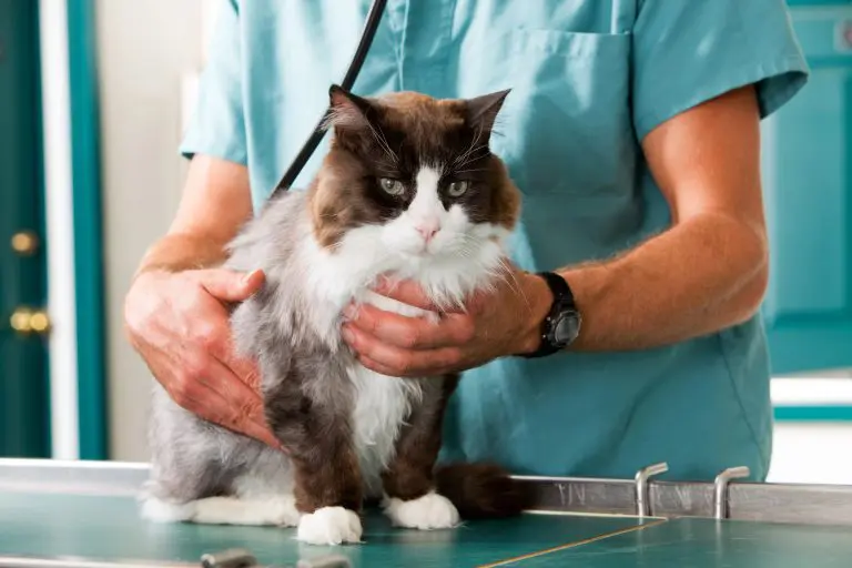 Castración gratuita de perros y gatos en córdoba: turnos, centros, móviles y requisitos Veterinario sostiene a un gato durante un control de salud en la clínica veterinaria