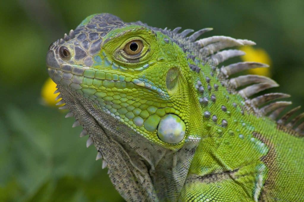 Una iguana verde está sentada en el pasto, disponible para adopción.