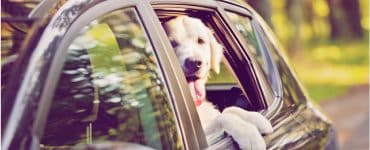 Un perro disfruta del viaje en auto y se asoma por la ventana de un auto.