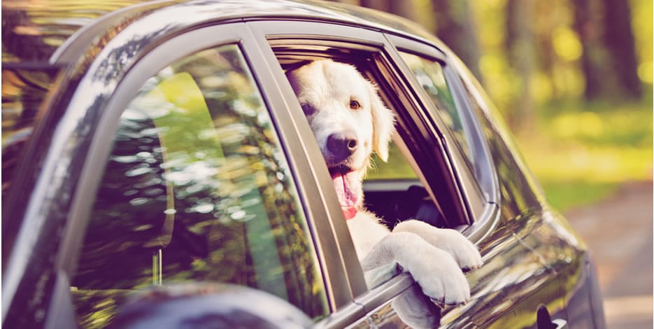 Un perro disfruta del viaje en auto y se asoma por la ventana de un auto.