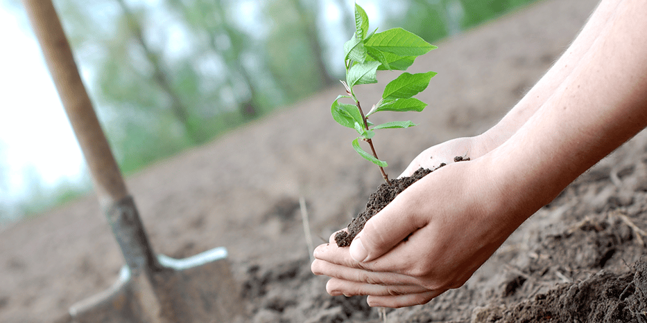 Una mano plantando un pequeño árbol en el suelo de Córdoba.